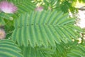 Persian silk tree Albizia julibrissin, feathery, compound leaf Royalty Free Stock Photo